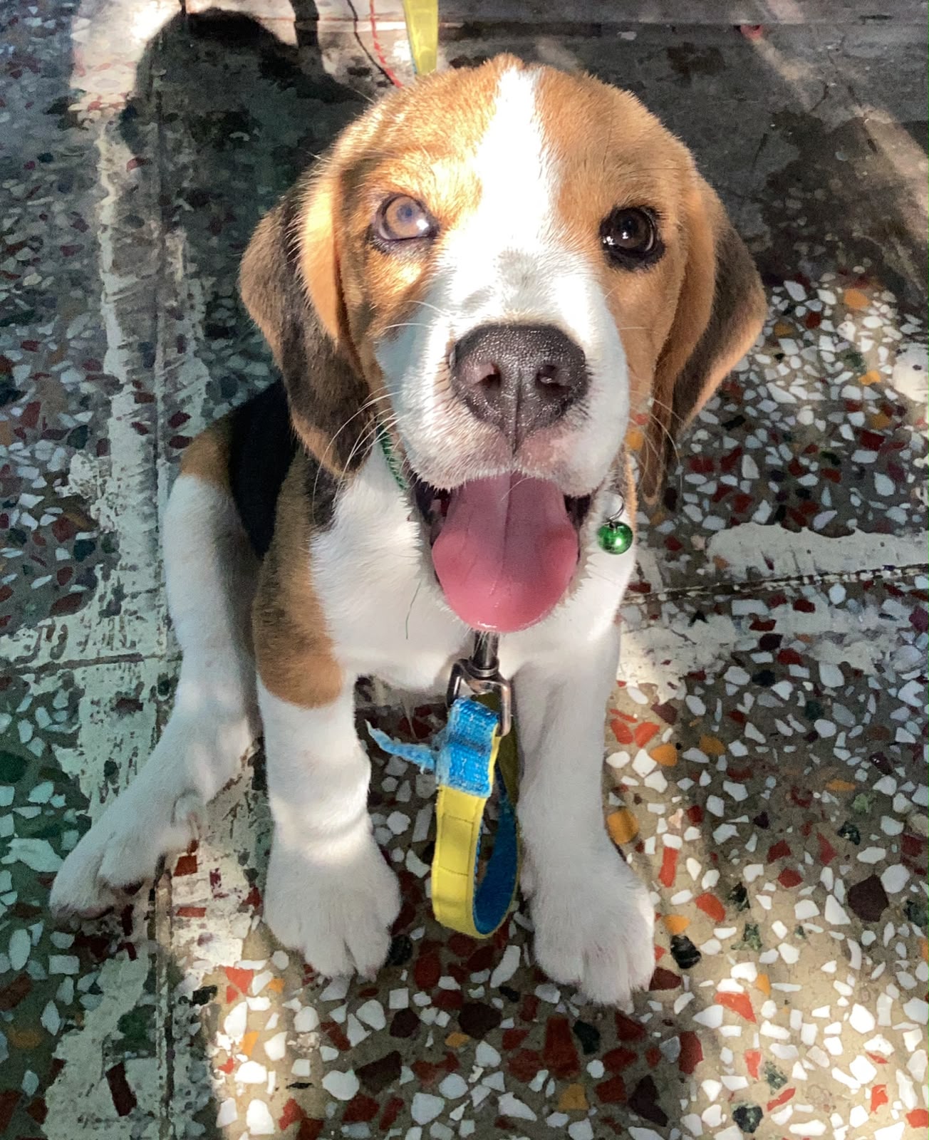 Enzo