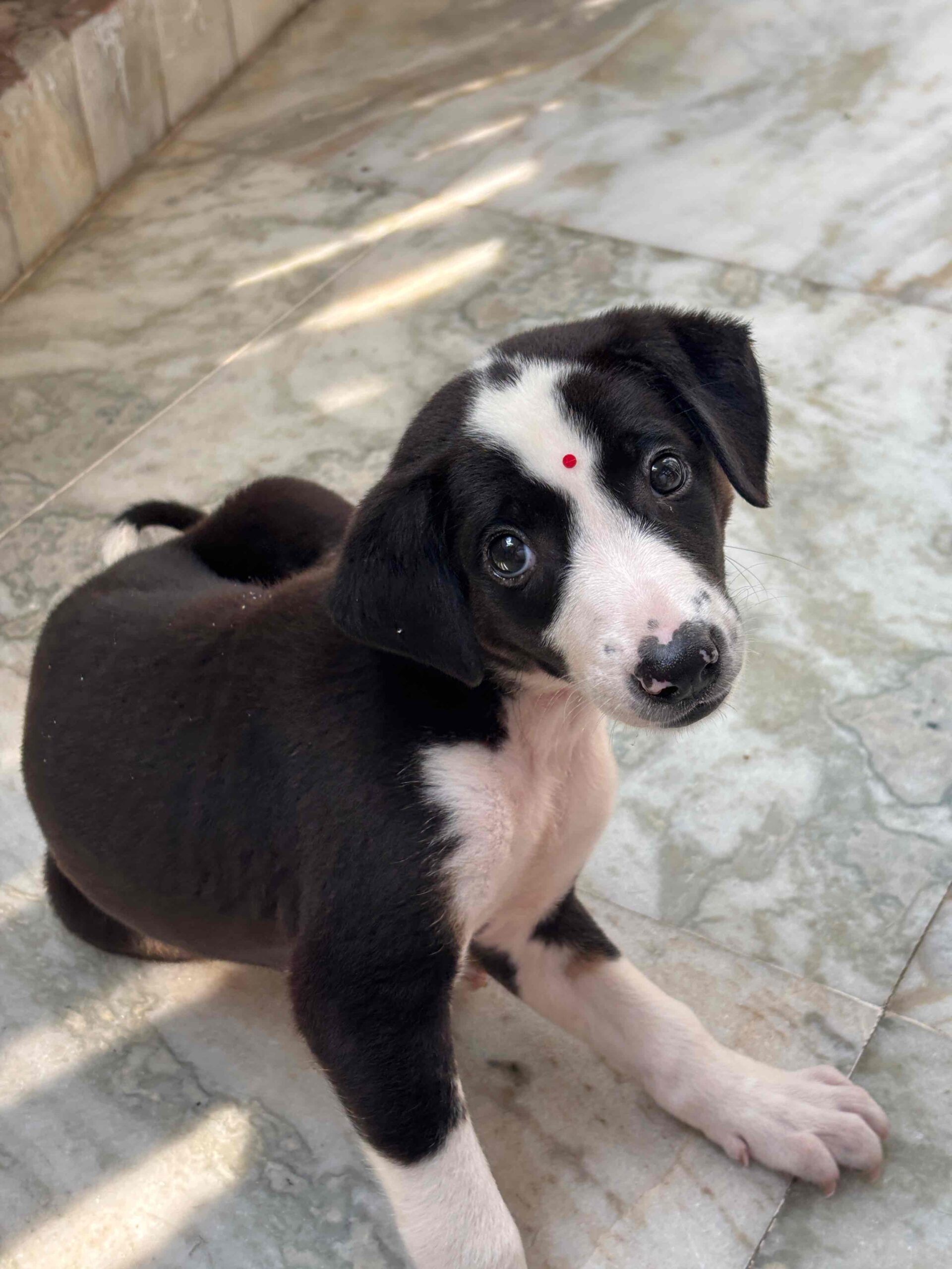 PINNI