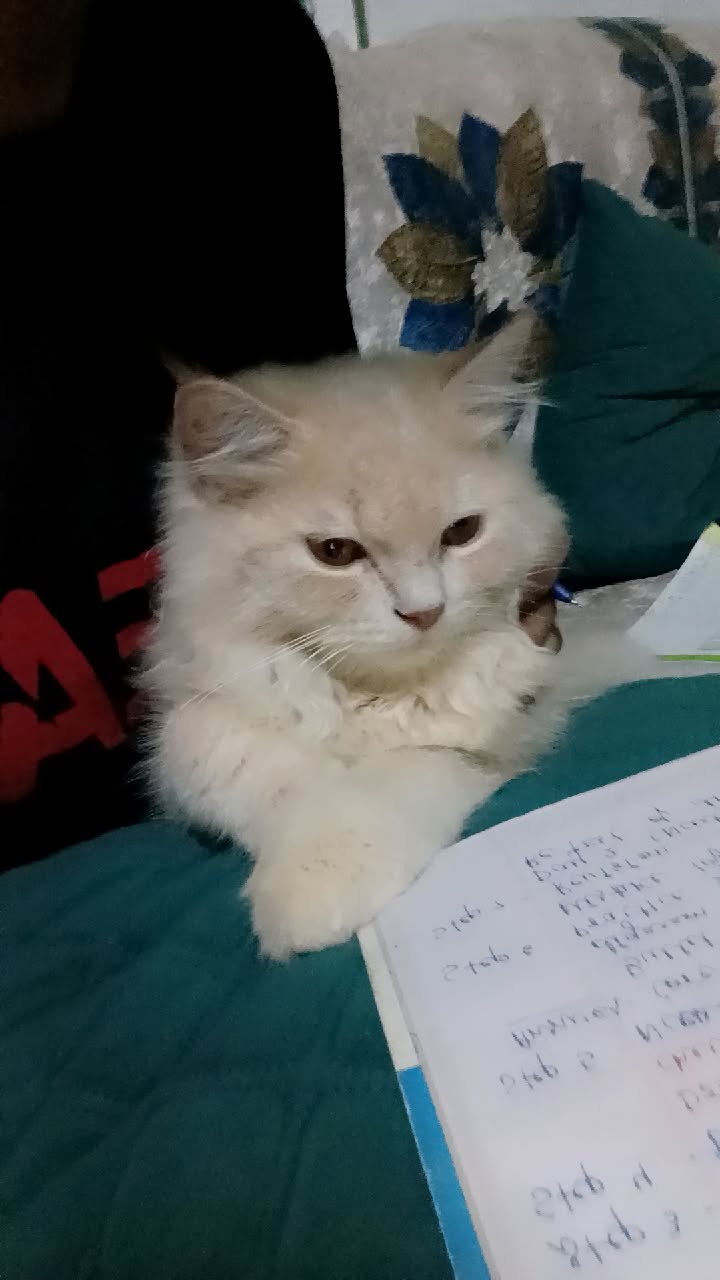 Mufasa